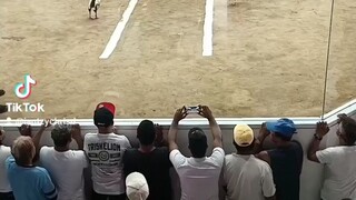big time Ang kalaban Buti kaya Ng manok namin