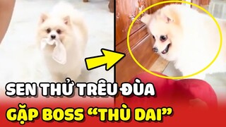 Sen giả vờ TRÊU Boss, ai dè gặp phải Boss THÙ DAI 😂 | Yêu Lu