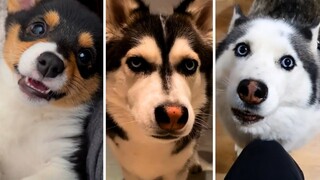 🐾😂 Get Ready to Laugh Out Loud with the Funniest Dog Videos 🐾😂
