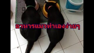 อาหารแมวทำเองง่ายๆ