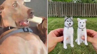 การโจมตีของสุนัขตลก วิดีโอที่ดีที่สุดเกี่ยวกับสุนัข 6