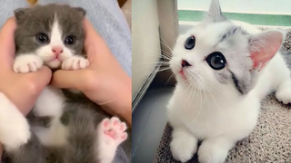 Baby Cats - การรวบรวมวิดีโอแมวเด็กตลกและน่ารัก (2019)