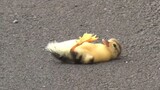 Animal Video | Mommy Duck Finally Abandoned Her Kid
