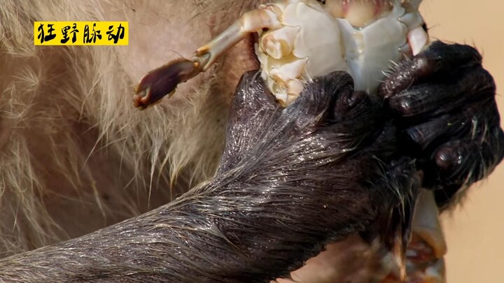 Monyet pemakan kepiting: Kerajinan nenek moyang menangkap ikan di laut