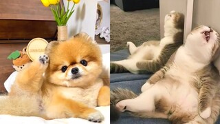 Tik Tok Chó Mèo Hài Hước và Dễ Thương Nhất Thế Giới - Funny Cats and Dogs #8