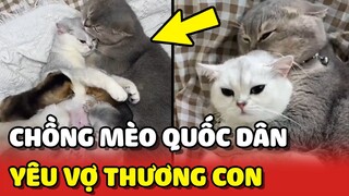 Chú mèo mệnh danh là CHỒNG QUỐC DÂN vì YÊU VỢ THƯƠNG CON số 1 Việt Nam 😍 | Yêu Lu