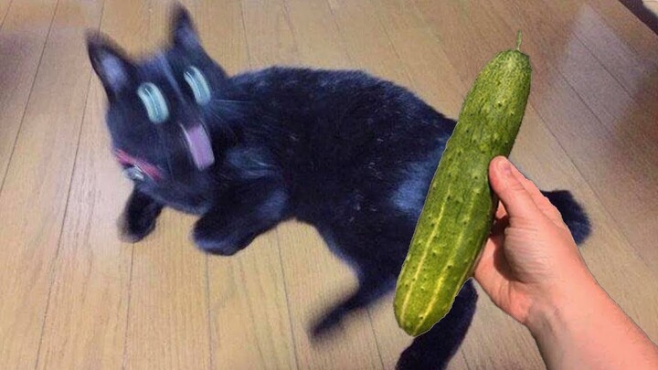 Cucumbers Scare The Life Out Of Cats ðŸ˜®