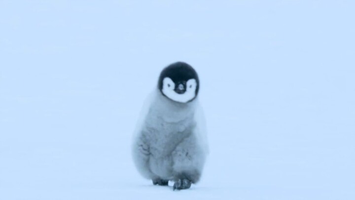 รวมภาพความน่ารักของเพนกวินน้อยขนปุกปุย