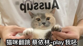 Chú mèo con nhảy múa nhiều nhất trên Internet | Jolin Tsai nhảy | Một phát bắn cuối cùng | Mèo nhảy