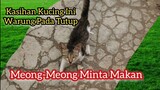 Kucing  Liar Jalanan Kelaparan Berteriak Minta Makan Meong-Meong Keras Banget | Feeding Cats