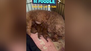 Hạ sinh 3 quý tử ngay mùa nước sôi lửa bỏng tuitienpet poodle