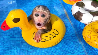 ลิงน้อยบอนบอนว่ายน้ำกับลูกเป็ดว่ายน้ำรูปเป็ดกับลูกสุนัขในสระ
