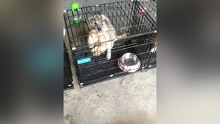 Tẩu thoát...yeucho yeuchomeo cún cúncon chó chómèo chócon chó_cưng chókhôn yeuchomeo cưng chócute pet dog dogsoftiktok doggo