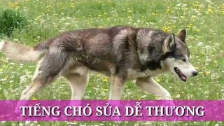 Tiếng chó sủa thật dễ thương, thật đáng yêu. The dog barking is so cute, so cute.