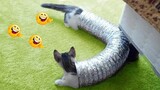 Video Kucing Lucu Banget Bikin Ngakak #15 | Kucing Paling Imut | Video Hewan Lucu