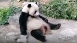 Insiden dua turis melempar batu ke panda di Kebun Binatang Beijing.