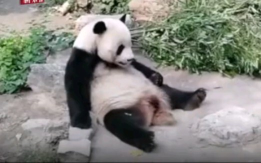 北京动物园两游客扔石头砸熊猫事件