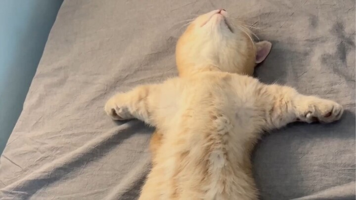 Thử thách chú mèo con buồn ngủ nhất trên Internet