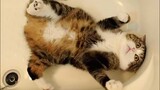 Funny CATS that’ll start your morning right - Funny Cat Videos