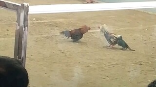 bwenas nga Gamay ...kugihan jud.