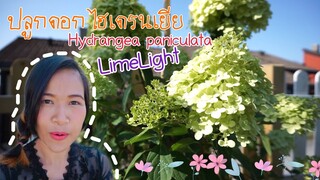 ปลูกดอกไฮเดรนเยีย Hydrangea paniculata LimeLight ดอกไม้ในสวยมากๆ