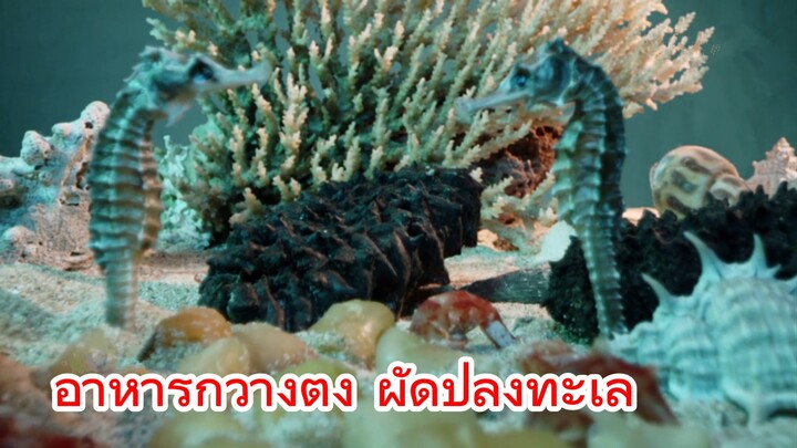 อาหารกวางตุ้ง ผัดปลิงทะเล