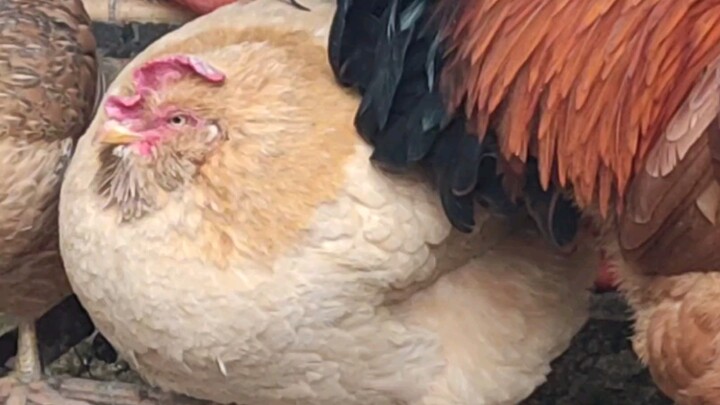 Animal Video | What A Fat Hen
