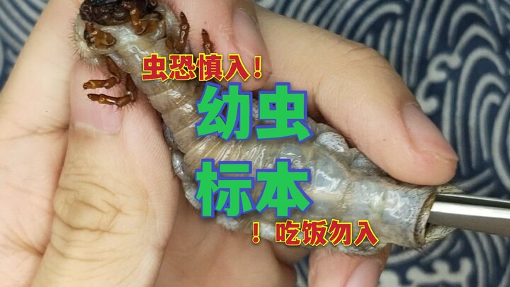 好奇心大满足！幼虫标本制作全过程