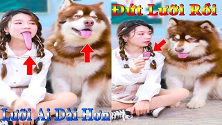 Thú Cưng TV | Dương KC Pets | Gấu Alaska Gia Gia #7 | chó thông minh vui nhộn | funny cute smart dog