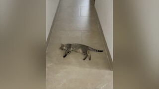 Nằm ngang ngược ghê, chắn nguyên cái hành lang định không cho ai đi hay zìiii 😶😶 meocute meow fyp