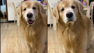 Do dogs have two faces?