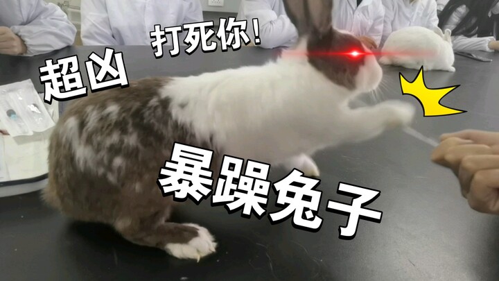 实验课遇暴躁老哥！一套兔拳打的我们猝不及防