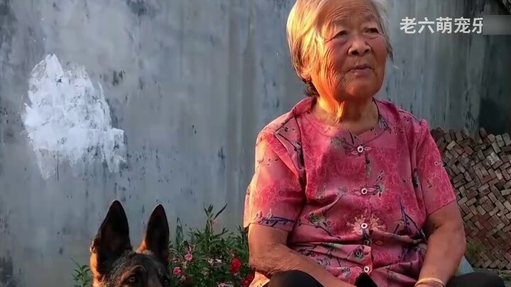 What is it like for an 86-year-old grandma to be pampered by a German Shepherd?