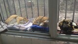 [Hewan]Ya Ampun, Balkon Penuh Dengan Kucing