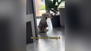 Bé què đáng iu của mẹ đây nữa nè… 🐶 Đang ra lông á nên ko giống poodle xí nào🤣 fypシ fyp dogs yeuthuong thucung yeudongvat dog pet petlover yeuthucung