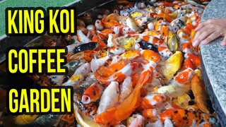 Hàng vạn con cá KOI tại "thủy cung" KING KOI COFFEE GARDEN Tân Phú