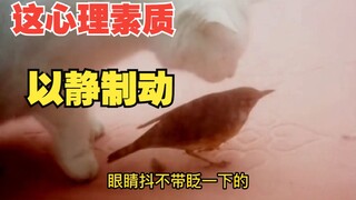 小鸟：这牛我能吹一辈子！