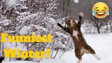 💥Best Funniest Winter Fail Viral Weekly LOL😂🙃💥 of 2019| Funny Animal Videos💥👌