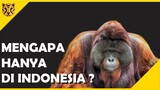 Inilah Alasan Mengapa Orang Utan Hanya Ada di Indonesia