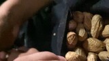 Maling kacang