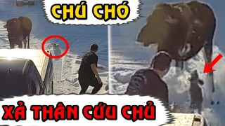 Không Ai Tin Chú Chó Bé Nhỏ Kia Lại Dám Đại Chiến Đến Cùng Với Con Nai To Lớn Để Giải Cứu Chủ Nhân