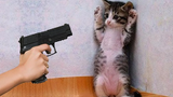 พยายามอย่าหัวเราะ วิดีโอแมวที่สนุกที่สุดในโลก วิดีโอสัตว์ตลก 41