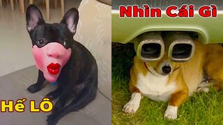 Thú Cưng TV | Tổng Hợp Tứ Mao Đại Náo | Chó Golden Gâu Đần thông minh vui nhộn | Pets cute smart dog