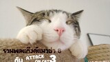 รวมพลแก๊งค์แมวฮ่า 8 พากย์นรก / Attack on cat / 3 / ตอนเผชิญหน้ากับไททัน