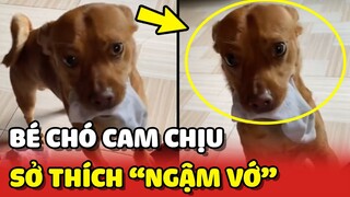 Bé chó có sở thích NGẬM VỚ và thái độ CAM CHỊU khi bị sai vặt 😂 | Yêu Lu