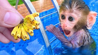 Monkey Baby Bon Bon harvests bananas in the farm and swims with rainbow balloons in the pool