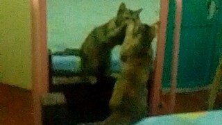 watch this, my cat are so cute at the same time funny.