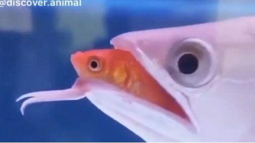 cute animals part 1