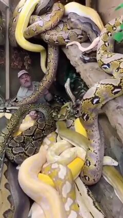 nzemamarshalcrypo snakesNFT