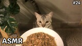ASMR CAT |อาหารเม็ดนิ่มผสมปลาทูน่า